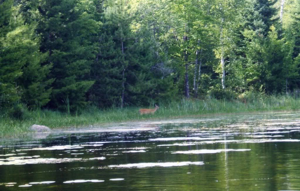 Back to the Boundary Waters Rimfire Central Firearm Forum